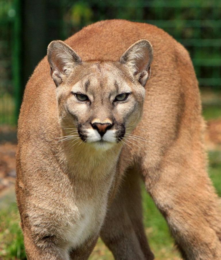 Un Puma De Norteamérica Ha Sido Declarado Oficialmente Extinto Te Importa